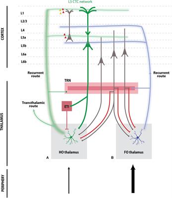 Corticothalamic Pathways From Layer 5: Emerging Roles in Computation and Pathology